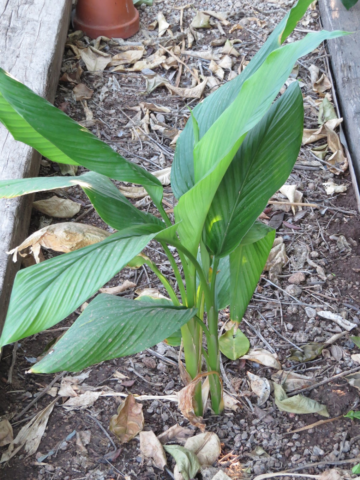 Edible Herbs, Flowers & Other Edibles Grow Your Own Dinner! In