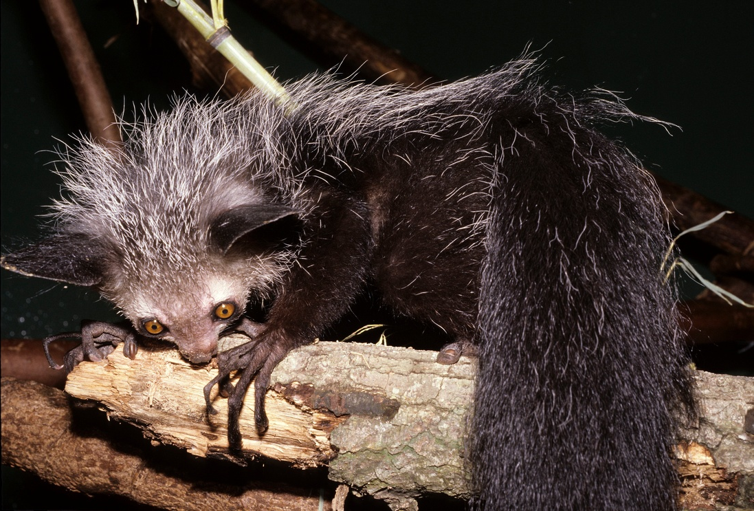 Ei Ei Lemur Ei Ei Lemur