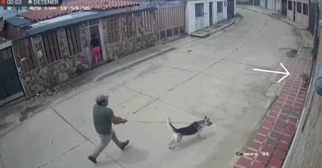 Cámara de videovigilancia capta a un hombre maltratando a su perro