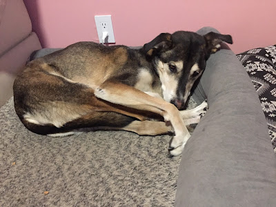 Alaskan Husky lying on a bed with his legs tucked up oddly