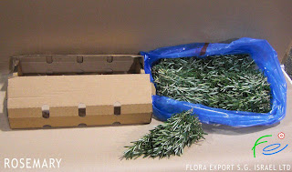Rosemary wholesaly supply from Israel grower-direct