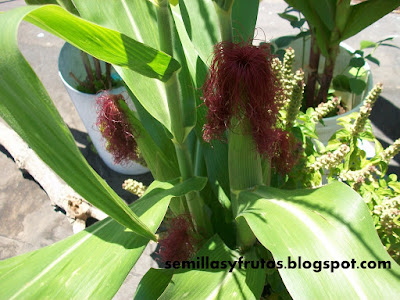 MI TECHO VERDE: MAIZ EN MACETAS