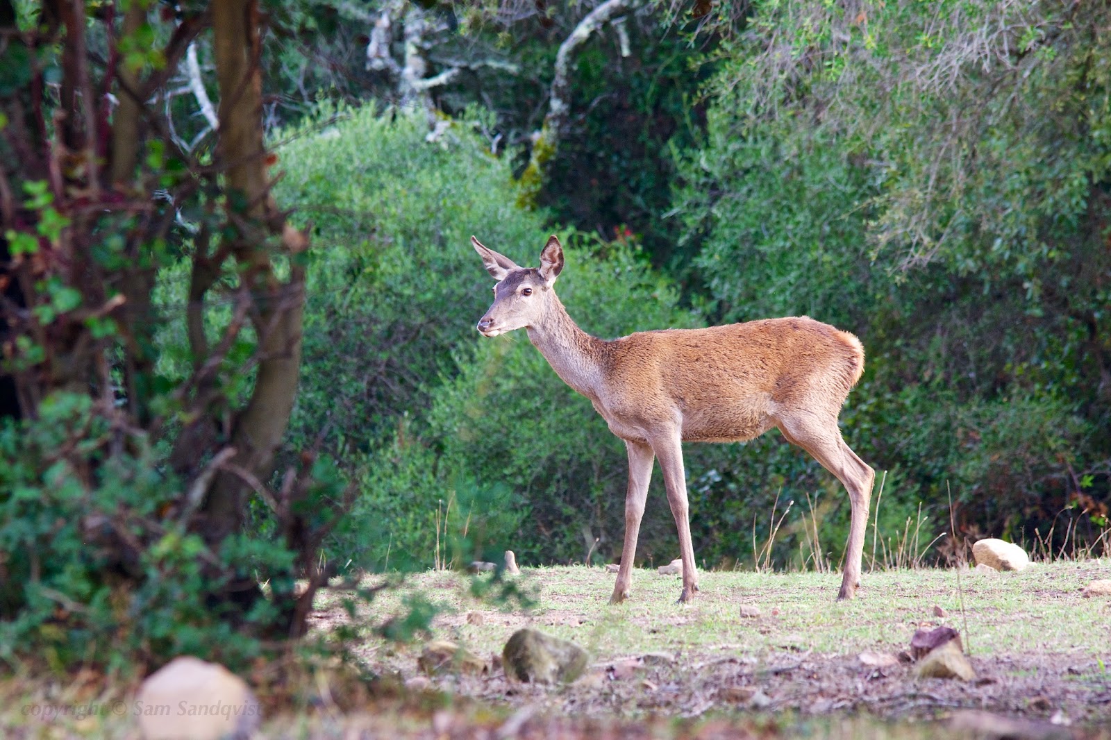 afonama: Taller 'Berrea del ciervo 2014' en los Alcornocales