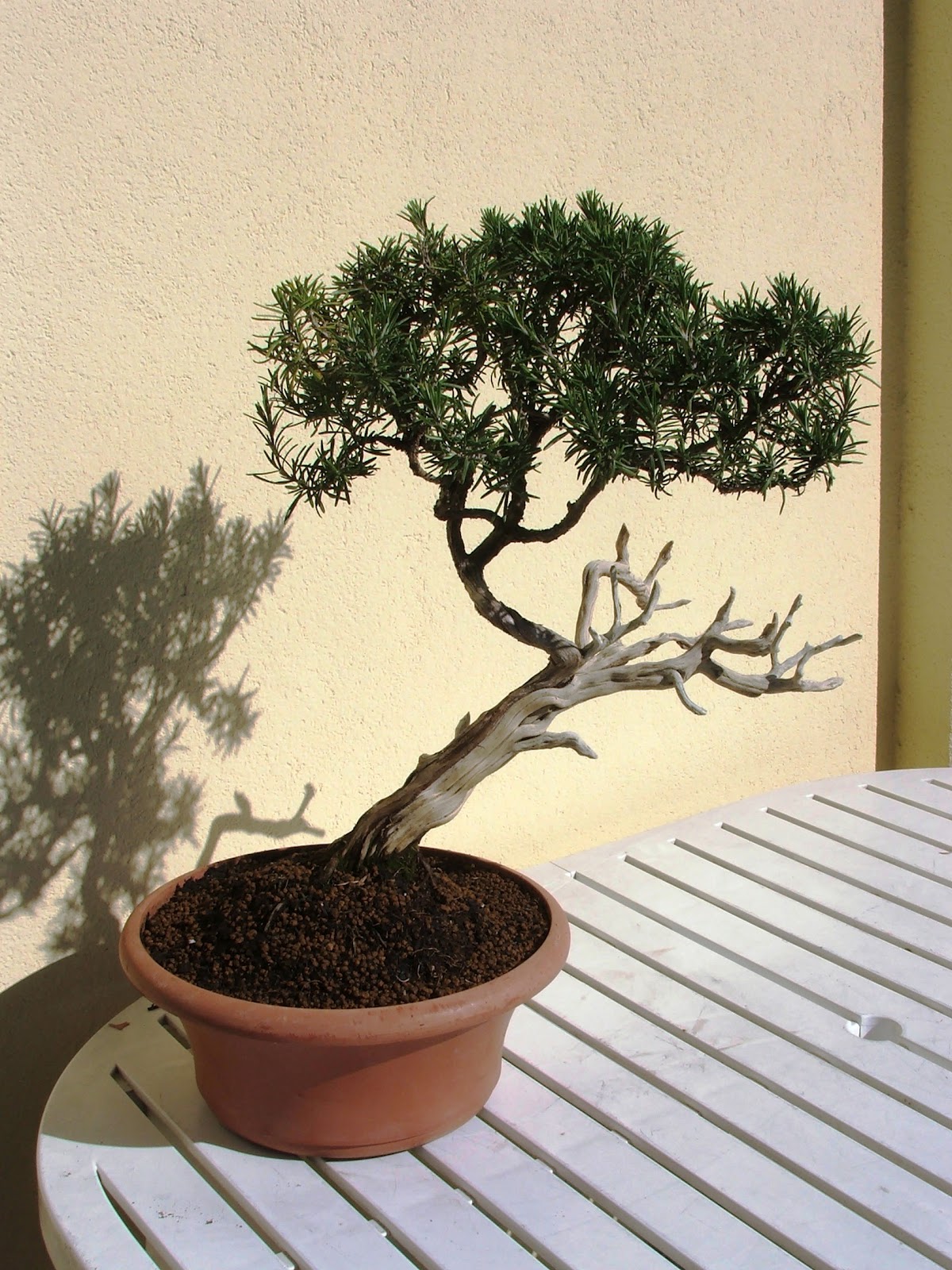 Evoluzione Bonsai Bonsai Di Rosmarino Rosmarinus Officinalis Rosemary