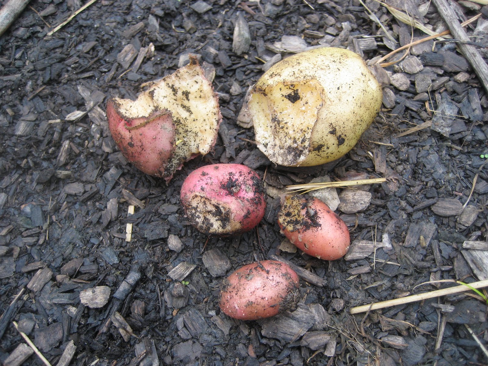 What is Eating My Potatoes Underground? Common Culprits and How to