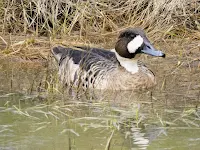 Patagonia Birds: Spectacled duck at Torres del Paine National Park in Chile