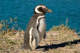 penguin-creative-commons