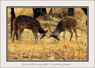Young Deer stags, Ranthambore, Rajasthan, India