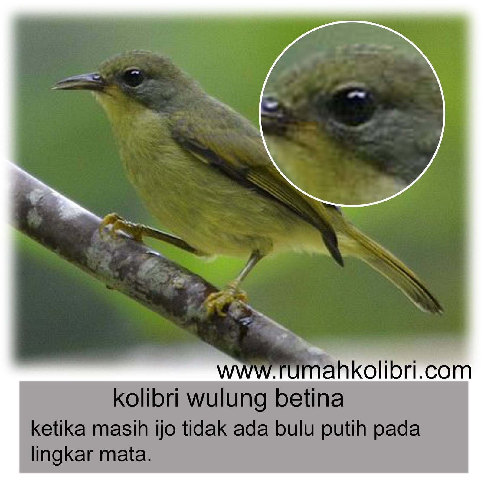 download kolibri download kolibri