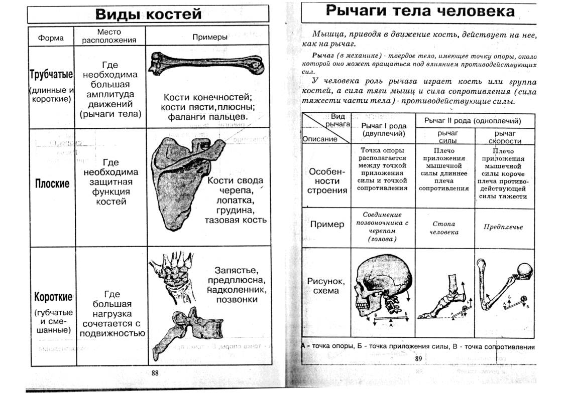 таблицы по анатомии и физиологии человека. скелет человека егэ биология. анатомия в схемах и таблицах горелова таюрская. анатомия в таблицах и схемах. анатомия в схемах и таблицах.