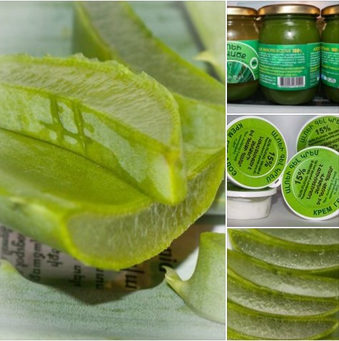 Сгущенный сок алоэ 5 букв сканворд. Сабур порошок из алоэ. Сгущенный сок алоэ. Алоэ от кашля. Сок алоэ аптечный.