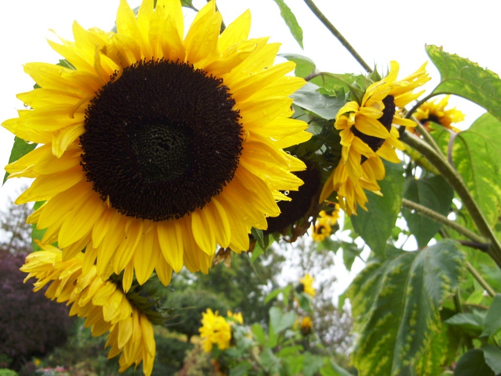 Kelli's Northern Ireland Garden Goodbye Sunflower