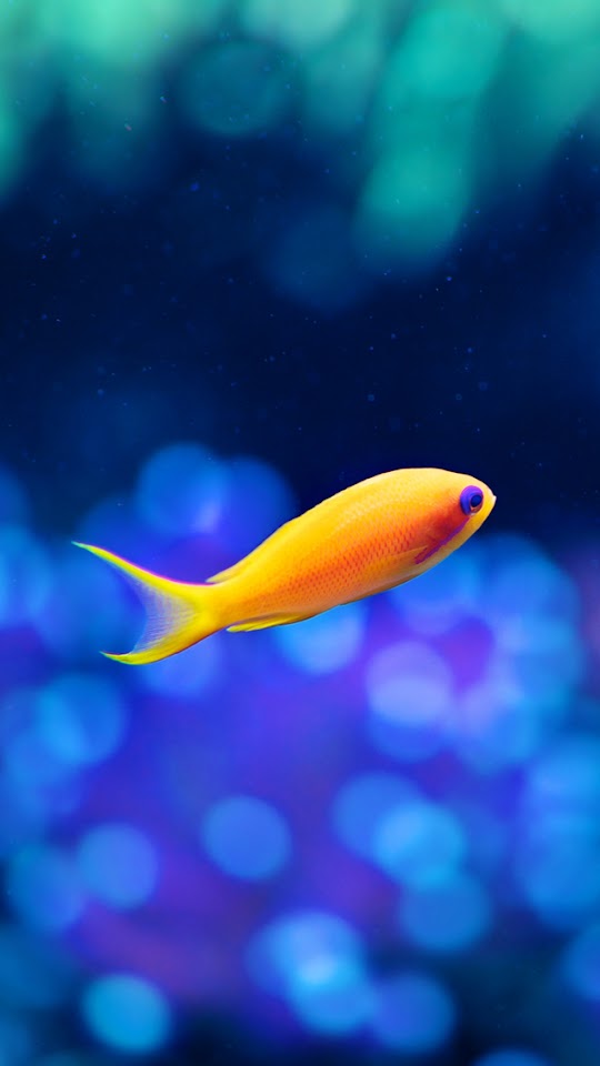 Goldfish Coral  Android Best Wallpaper