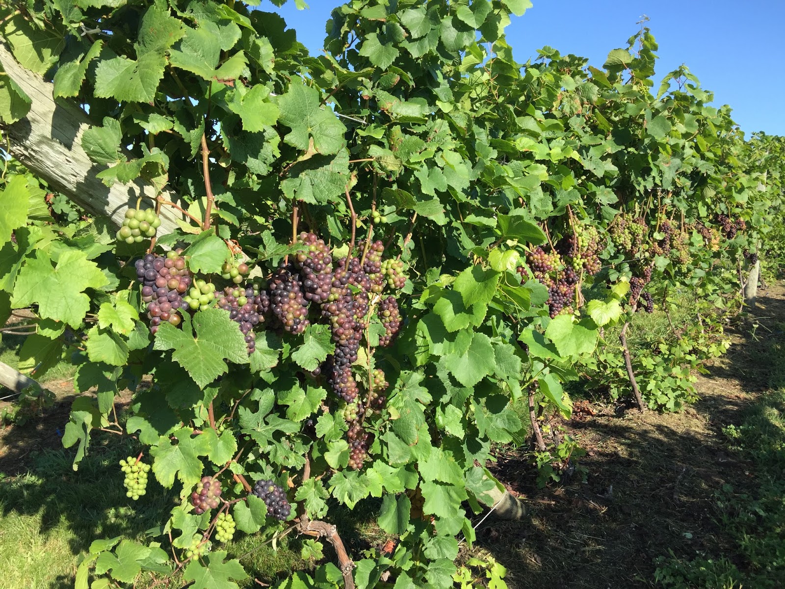 Troutstream Travels Leelanau Harvest Stompede