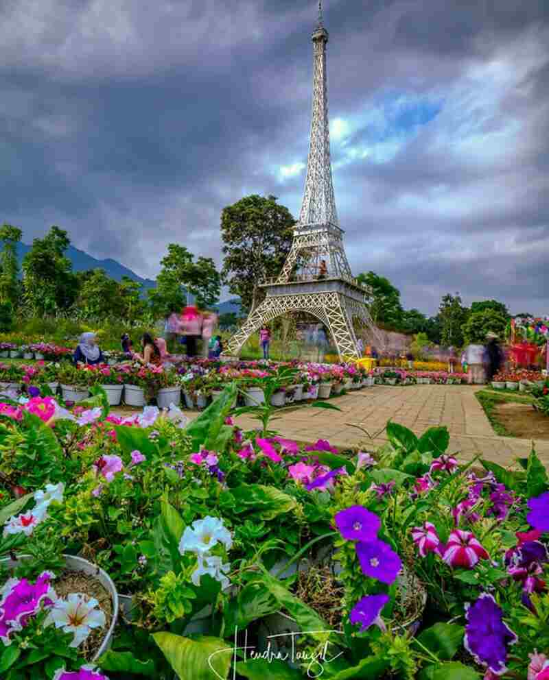 Tiket Masuk Taman Bunga Celosia Bandungan yang Instagramable