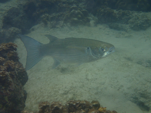 Crenimugil buchanani Crenimugil buchanani