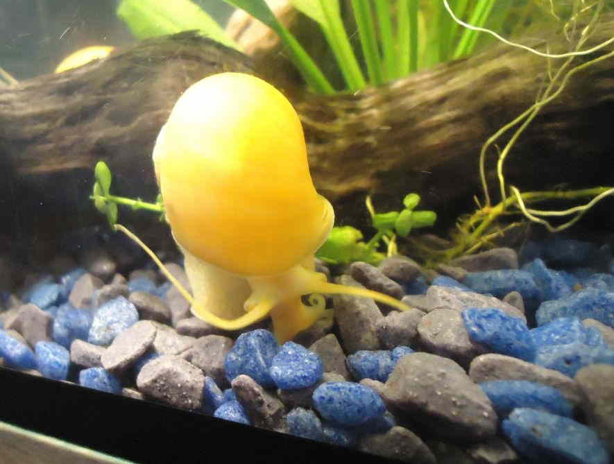 The Best Snails Eat Algae in Freshwater Aquarium Inca Snail
