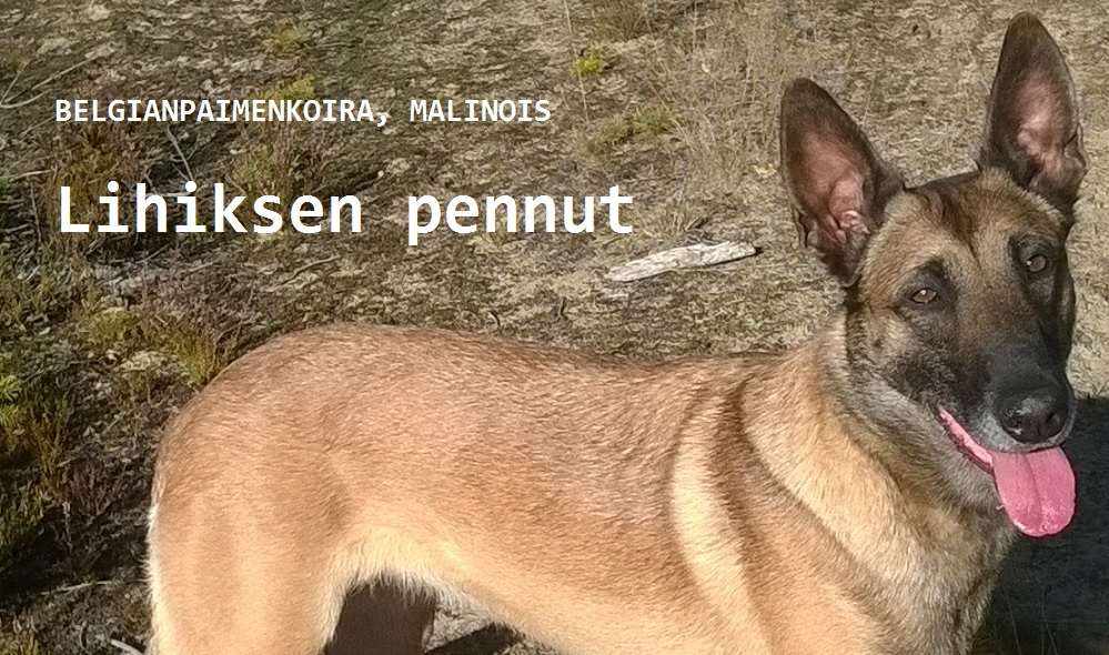 Lihiksen pennut