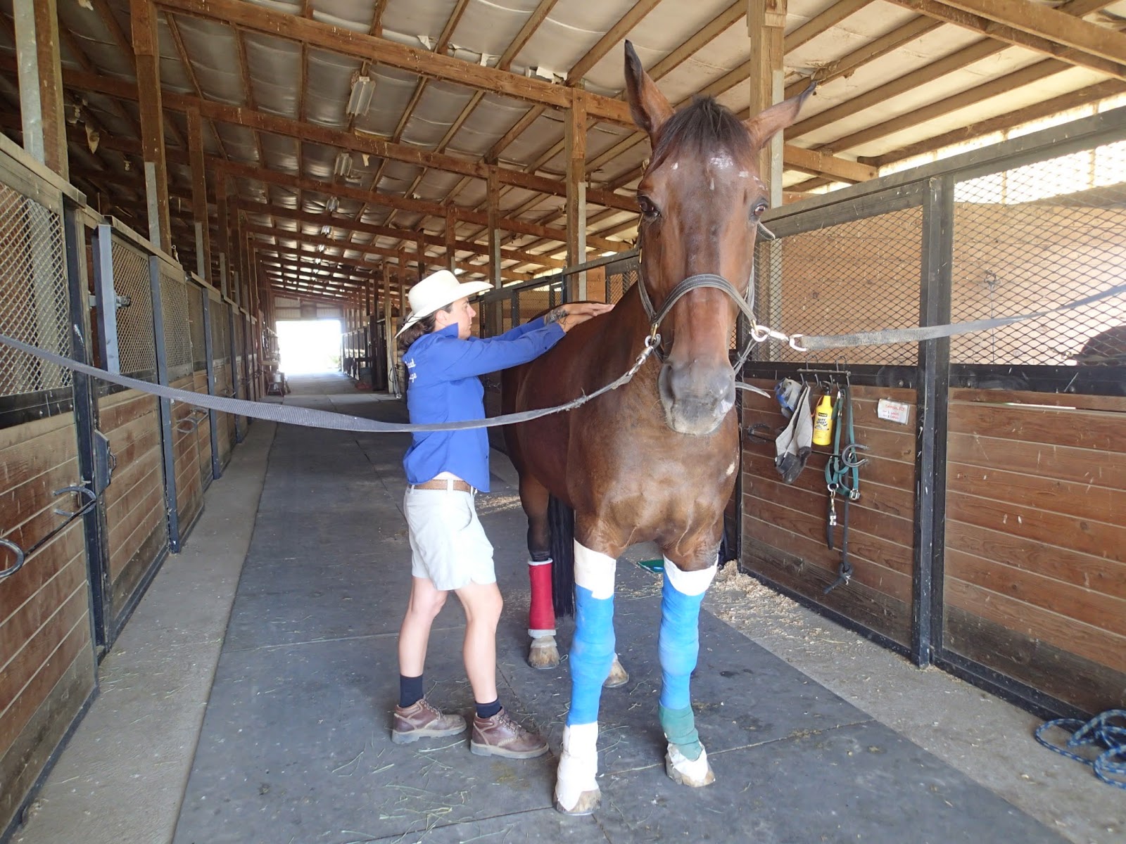 Equine Rehabilitation Certificate Program