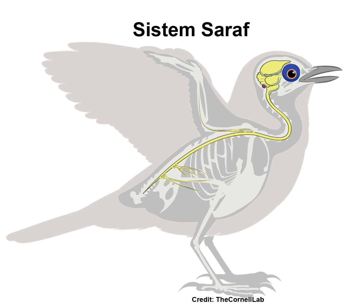 Мозг голубя. Нервная система система птиц. Нервная птица. Центральная нервная система птиц. Нервная система голубя.