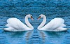 swan_love