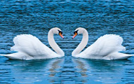 swan_love