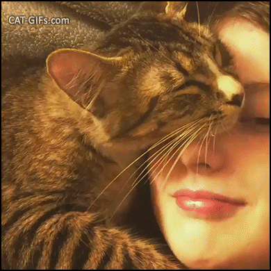 Cute Cat GIF • Funny possessive cat hugging Mom face. Don't move, you are my favorite pillow Cute Cat GIF • Funny possessive cat hugging Mom face. Don't move, you are my favorite pillow