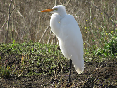 Colusa National Wildlife Refuge