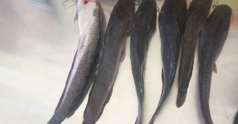 Cara Memegang Ikan Lele Yang Benar