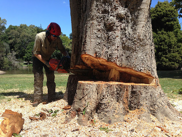 Tree Removal Melbourne