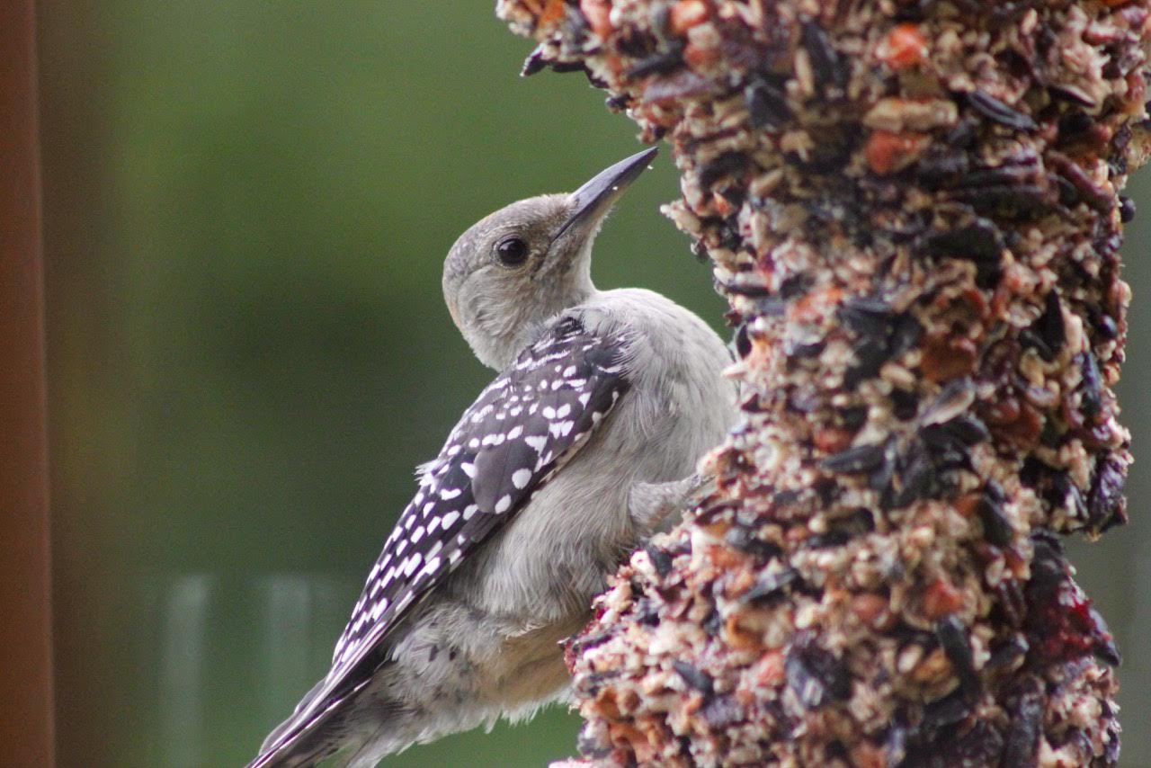 #FeedtheBirds 1: Photo Share: Baby Woodpeckers