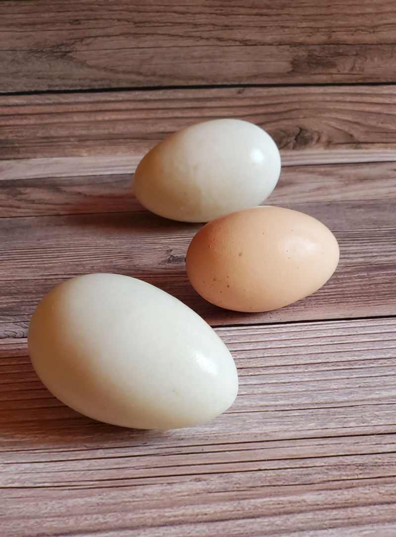 Why Does my Chicken Egg Look Weird? Fresh Eggs Daily® with Lisa Steele