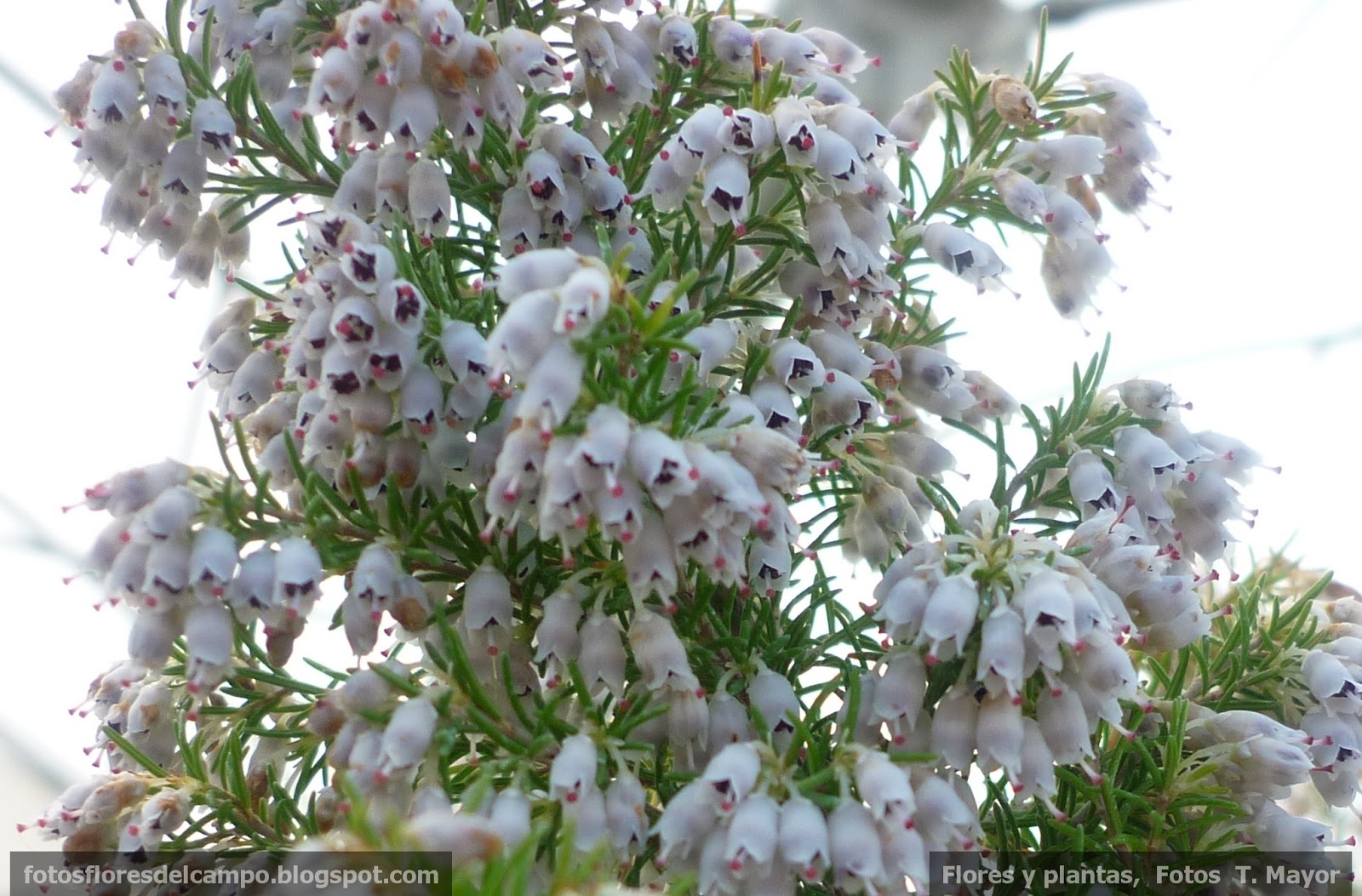 Flores y plantas silvestres: “ Erica x darleyensis mediterranean pink