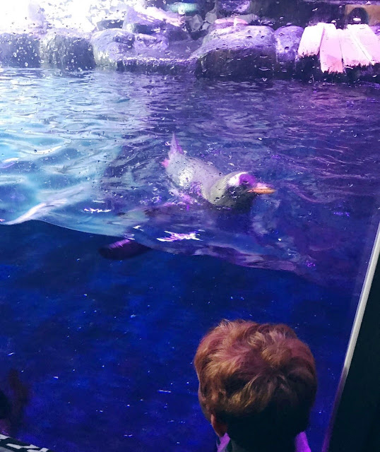 Little boy looking out into the penguin tank