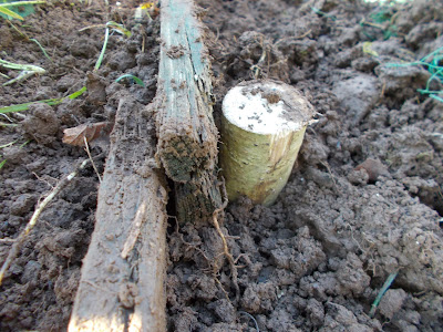 How to keep weeds out of your allotment 80 Minute Allotment Green Fingered Blog