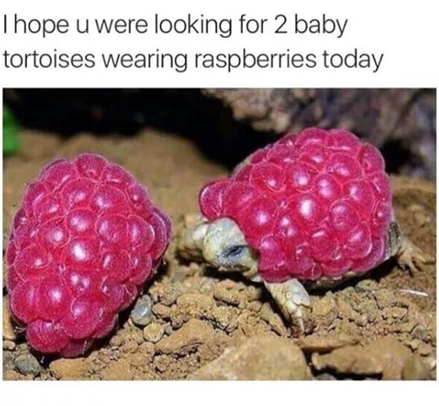 Tortoises wearing raspberries