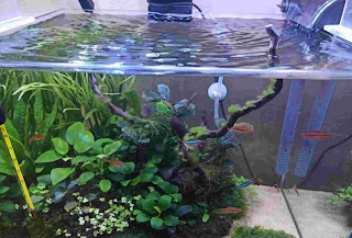 caring for aquarium plants, aquarium plants, caring for water plants
