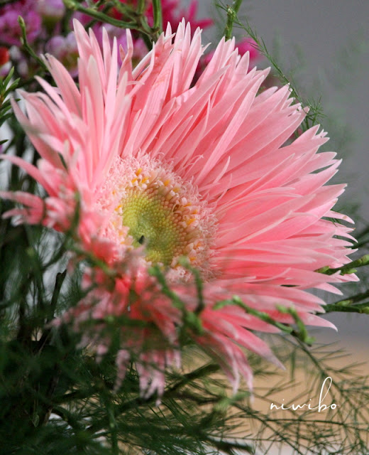 Niwibo Life Is So Beautiful Zack Schon Wieder Rum Oder Das War