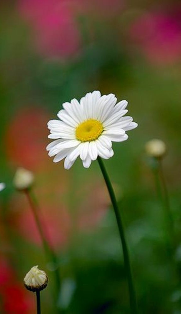 Hãy thưởng thức vẻ đẹp của hoa cúc trắng, tươi sáng và tinh khôi. Những bông hoa nhỏ xinh này luôn mang đến cảm giác thanh tịnh và dịu dàng. Chắc chắn bạn sẽ tìm thấy cảm hứng trong bức ảnh đẹp này và được thư giãn với vẻ đẹp tuyệt vời của hoa cúc.