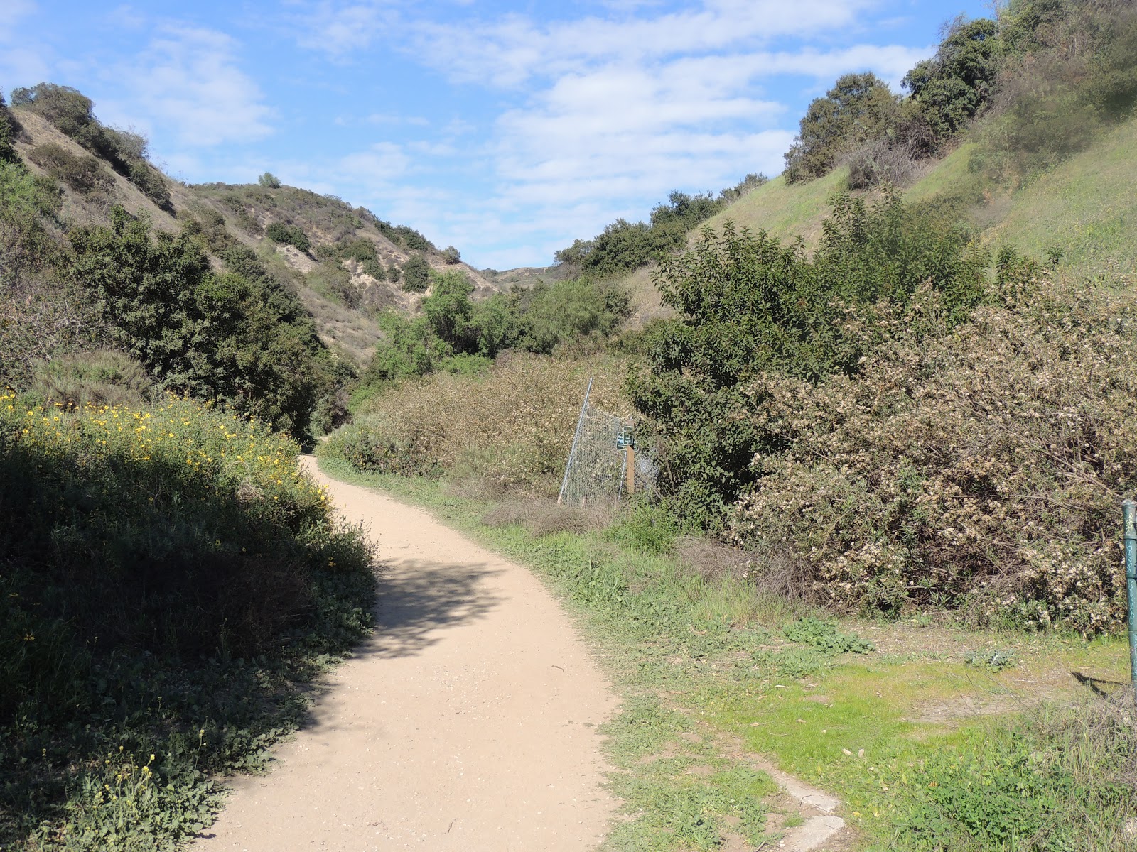 1000 Hikes in 1000 Days Day 838 Hellman Park Trail Peppergrass
