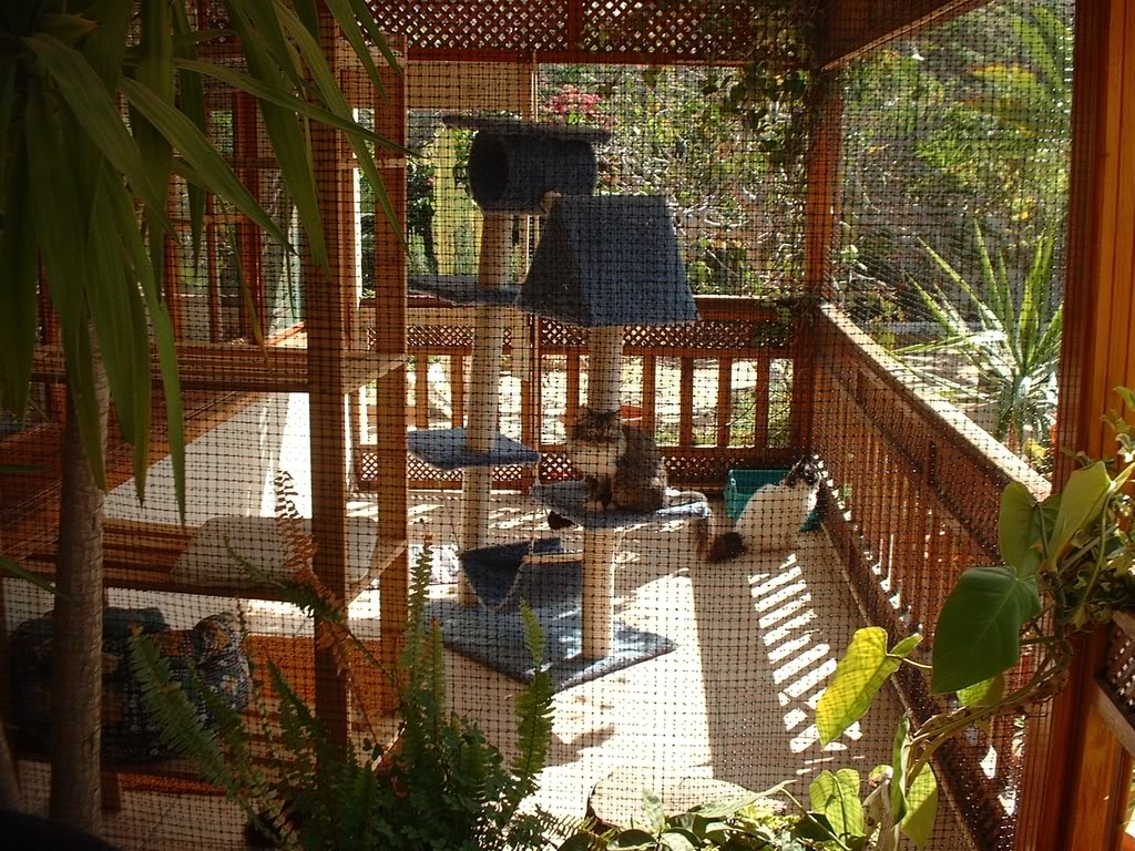 Kingdom of Pet Buying an Outdoor Cat Enclosure