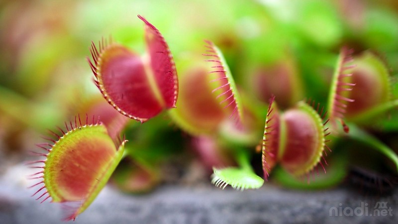 5 Hal Menarik dari Tanaman Venus Flytrap yang Suka Menangkap Serangga