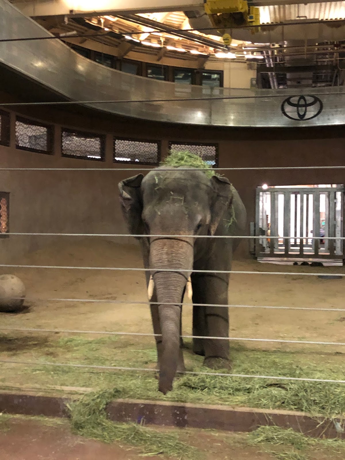 A New Day Denver Zoo Lights.