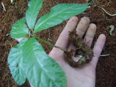 cây sâm Ngọc Linh với đầy đủ phần thân rễ và lá