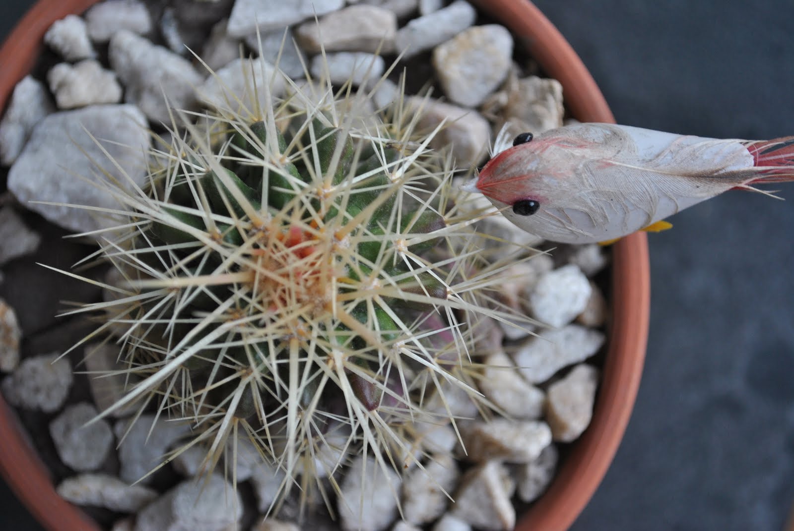 Marian's Pottery: El cactus de moda