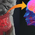 Une connexion entre les intestins et le cerveau qui influencerait la progression de la sclérose en plaque et autres maladies neuro-dégénératives