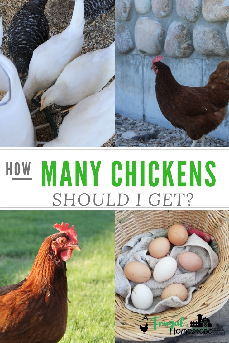 How Many Chickens Should I Get?