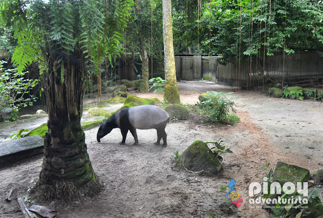 Klook Singapore Zoo Photos
