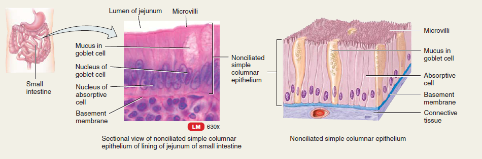 Simple Epithelial Tissue - Anatomy and Physiology