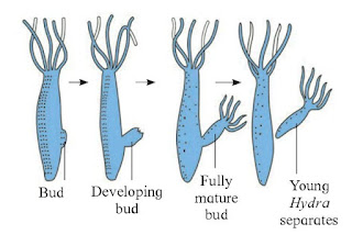 Class 12 biology textbook Solutions for Class 12, Biology Chapter 2 Reproduction in lower & higher Animals Solutions maharashtra state board